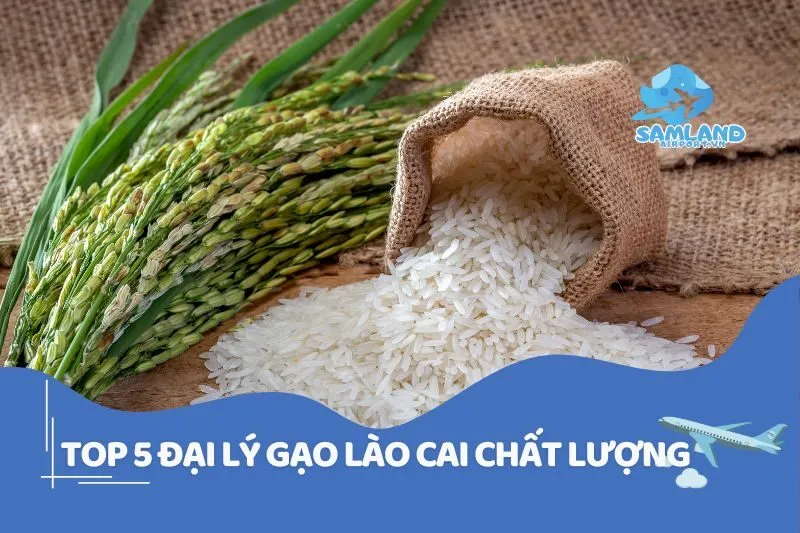 Bật mí top đại lý gạo Lào Cai uy tín, chất lượng nhất 2025
