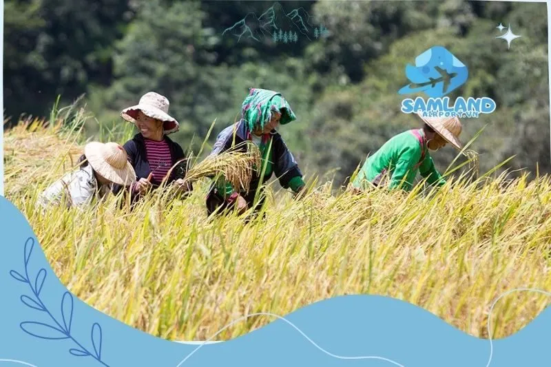 Lễ hội Gặt Tu Tu