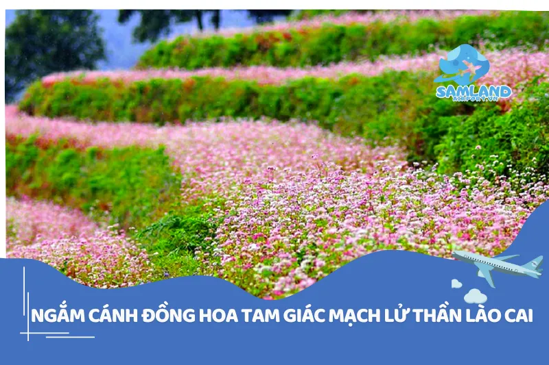 Cánh đồng hoa tam giác mạch Lử Thần Lào Cai đẹp mê ly