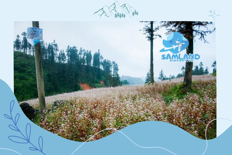 Điểm nổi bật của cánh đồng hoa tam giác mạch Lử Thần