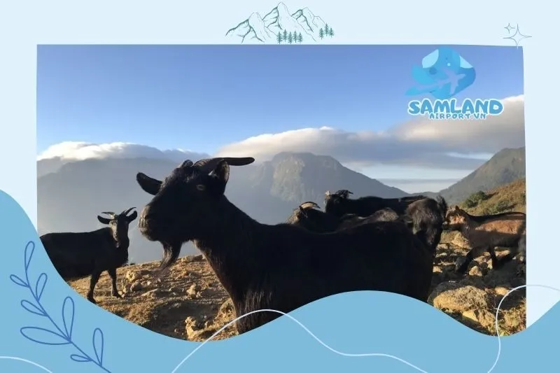 Điểm thú vị quanh Núi Nhìu Cồ San