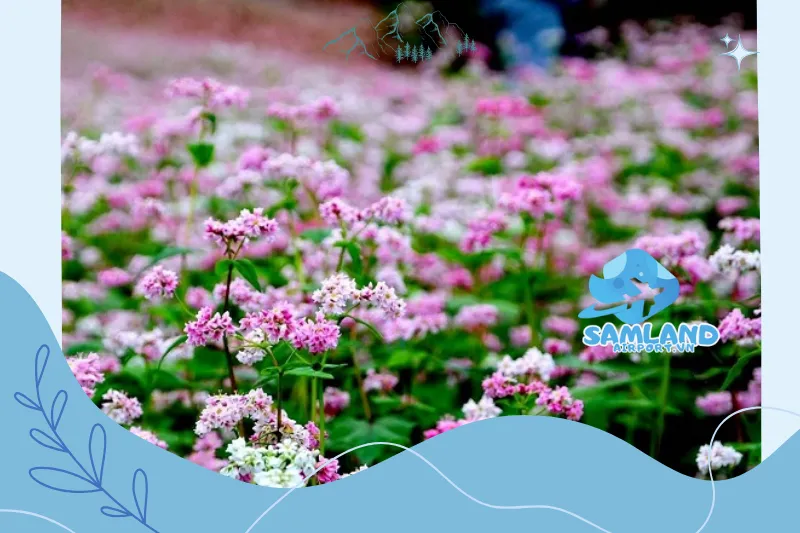 Hướng dẫn di chuyển đến cánh đồng hoa tam giác mạch Lử Thần Lào Cai