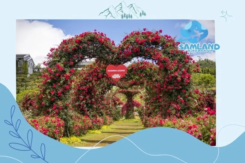 Thời Gian Lý Tưởng Để Thăm Thung Lũng Hoa Hồng