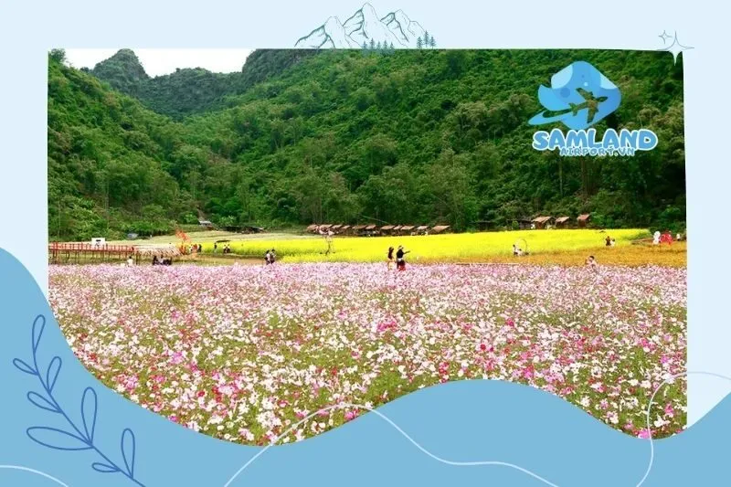 Thung lũng hoa Bắc Hà Lào Cai nổi tiếng