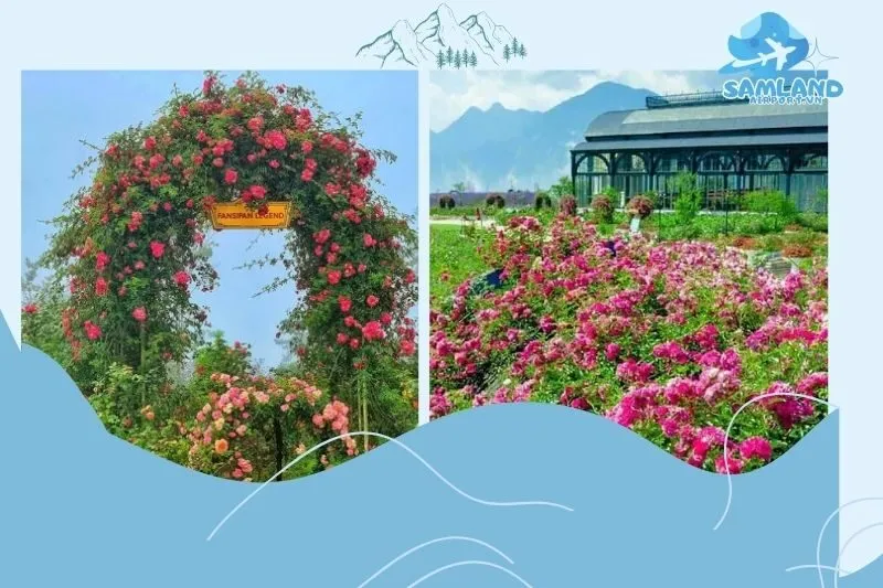 Kinh Nghiệm Du Lịch Thung Lũng Hoa Hồng Lào Cai